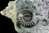 Ammonite (Promicroceras) Cluster - Somerset, England #86223-2